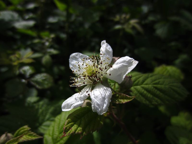Blackberry Rubus fruticosus Seneyr