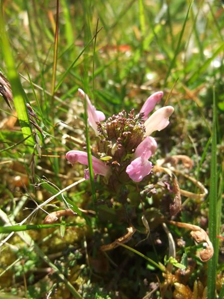 Common Lousewort Pedicularis sylvatica Lus ny meeylllyn veg