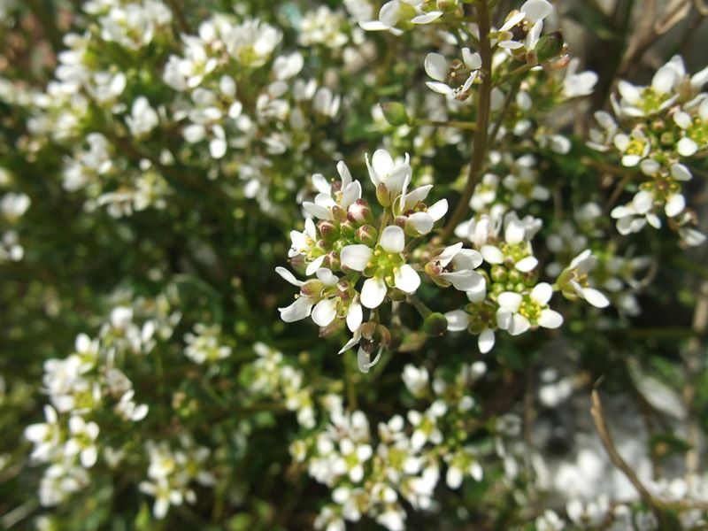 Common Scurvygrass Cochlearia officinalis Scrub Y Traie