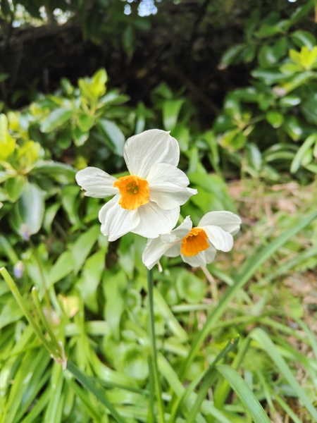 Pheasant's Eye Daffodil Narcissus poeticus Lus y ghuiy gheamagh