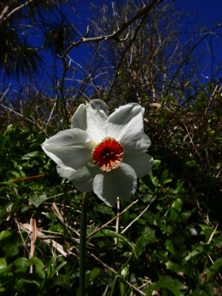 Pheasant's Eye Daffodil Narcissus poeticus Lus y ghuiy gheamagh