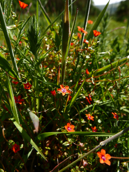 Scarlet Pimpernel Anagallis arvensis sooill y laa