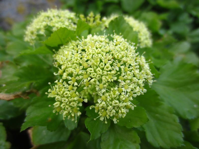 Alexanders Smyrnium olusatrum lus yn ollee