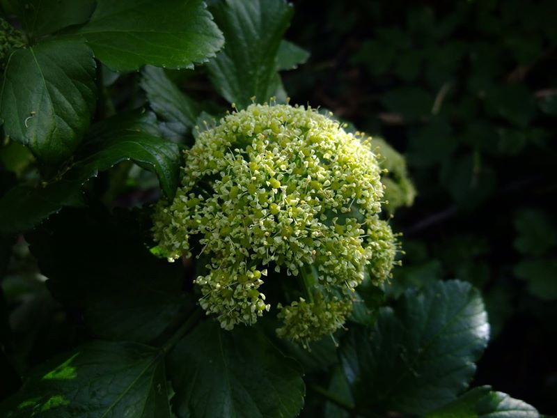 Alexanders Smyrnium olusatrum lus yn ollee