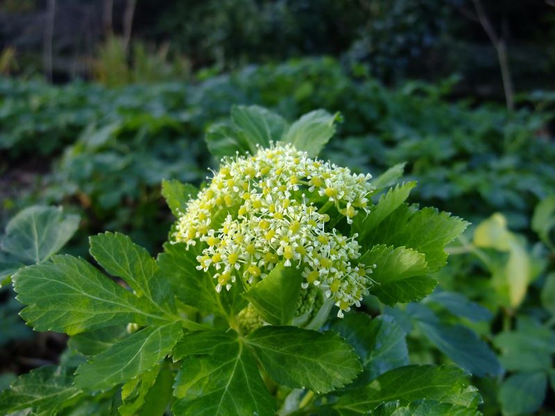 Alexanders Smyrnium olusatrum lus yn ollee