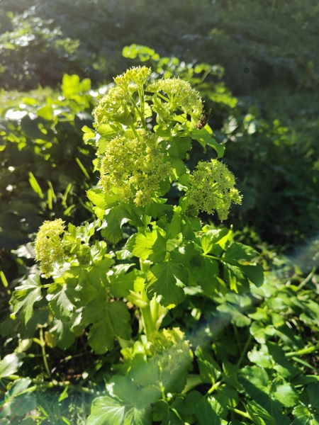 Alexanders Smyrnium olusatrum lus yn ollee