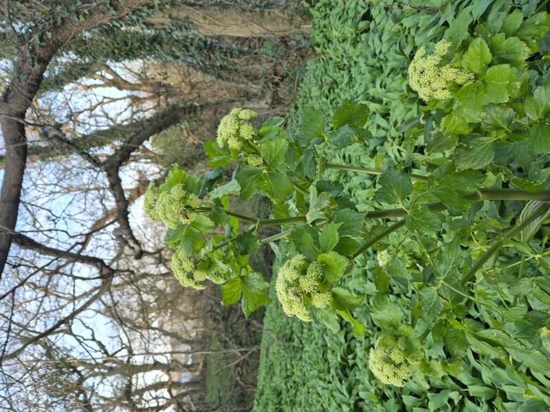 Alexanders Smyrnium olusatrum lus yn ollee