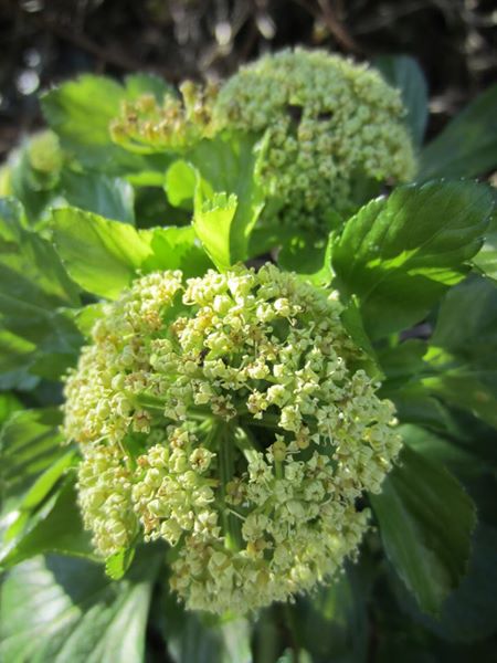 Alexanders Smyrnium olusatrum lus yn ollee