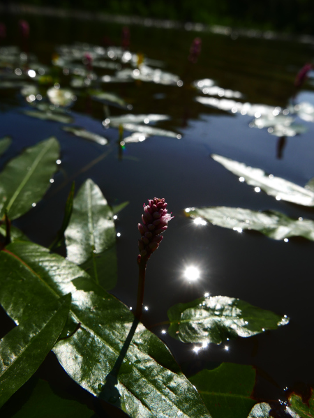 Amphibious Bistort Persicaria amphibia Glioonagh ushtey