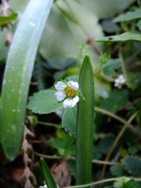 Barren Strawberry Potentilla sterilis soo thallooin shast