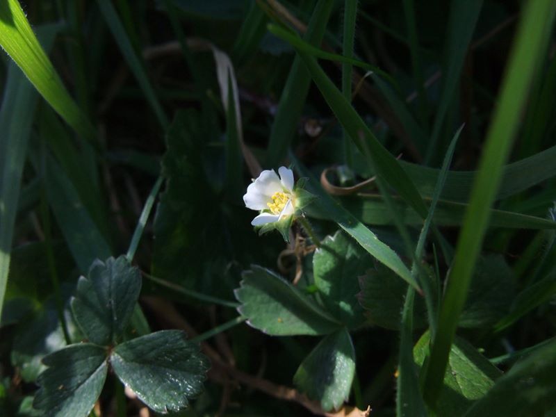 Barren Strawberry Potentilla sterilis soo thallooin shast