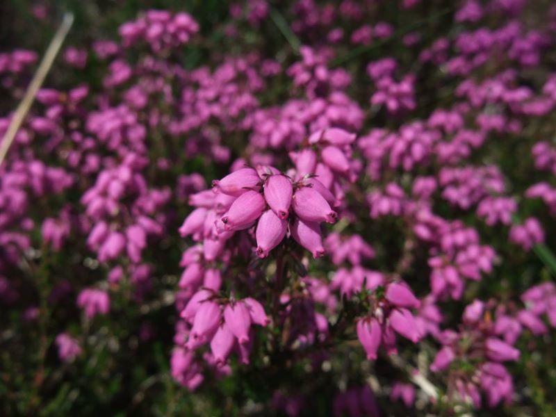 Bell Heather Erica cinerea freoagh clageenagh