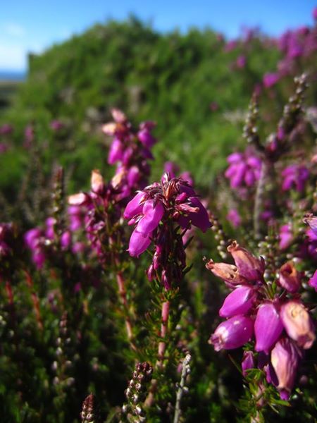 Bell Heather Erica cinerea freoagh clageenagh