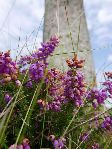 Bell Heather Erica cinerea freoagh clageenagh