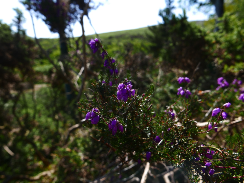 Bell Heather Erica cinerea freoagh clageenagh