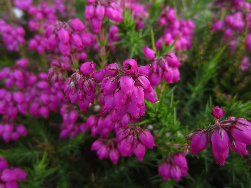 Bell Heather Erica cinerea freoagh clageenagh