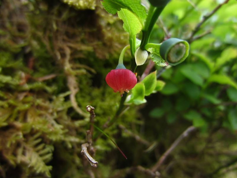 Bilberry Vaccinium myrtillus freoaghane