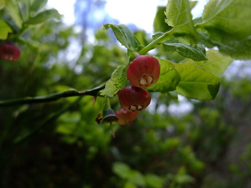 Bilberry Vaccinium myrtillus freoaghane