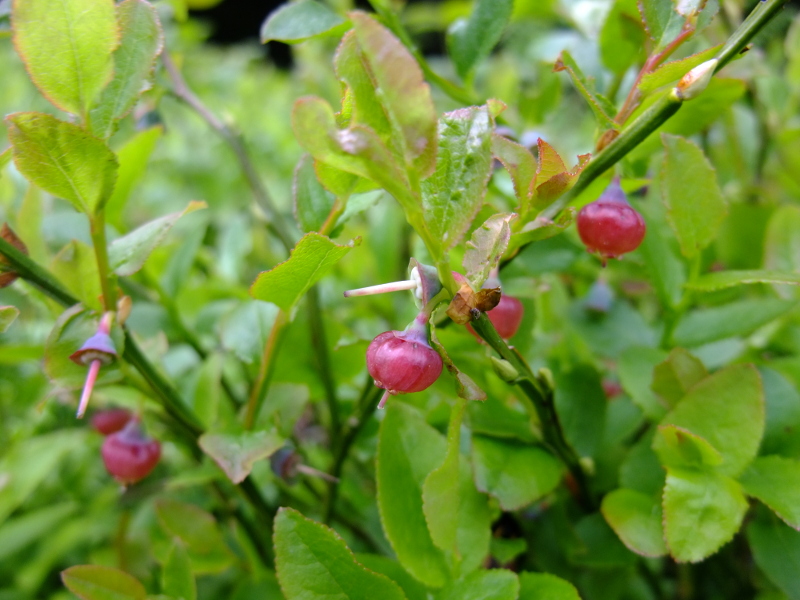 Bilberry Vaccinium myrtillus freoaghane