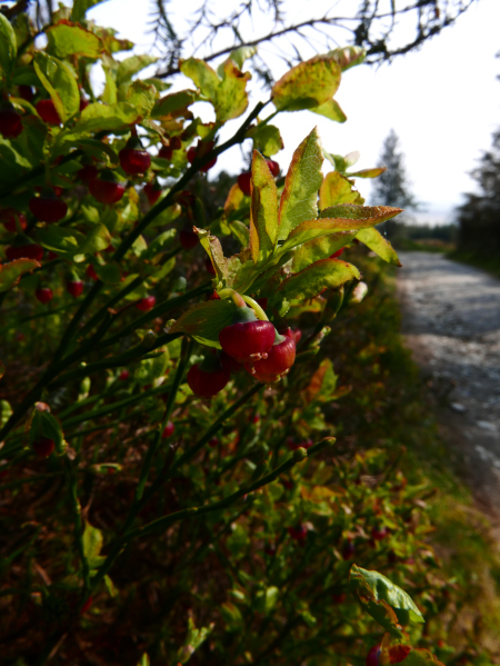 Bilberry Vaccinium myrtillus freoaghane