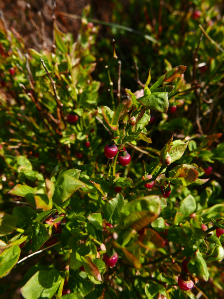 Bilberry Vaccinium myrtillus freoaghane