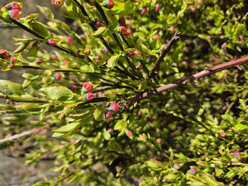 Bilberry Vaccinium myrtillus freoaghane