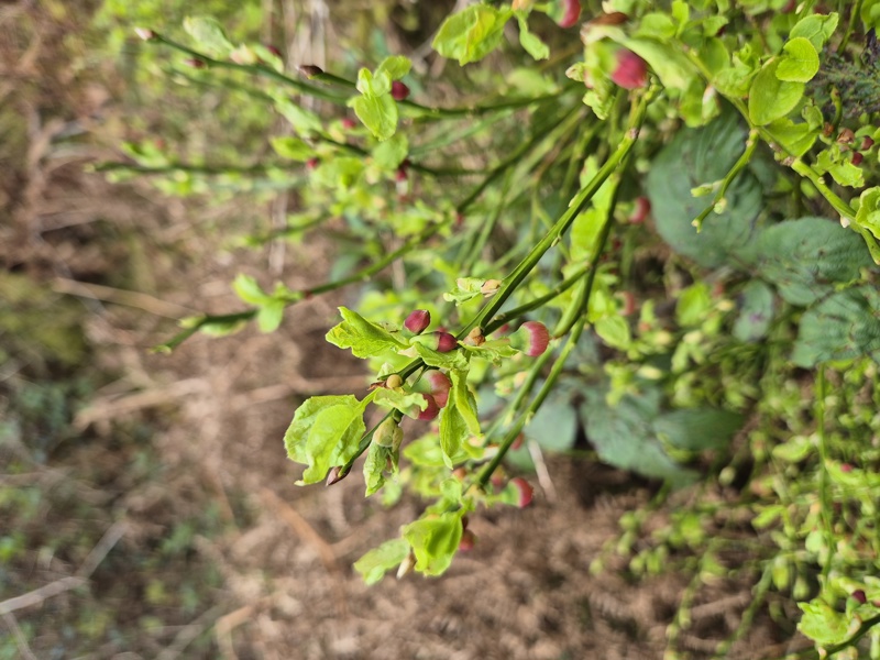 Bilberry Vaccinium myrtillus freoaghane