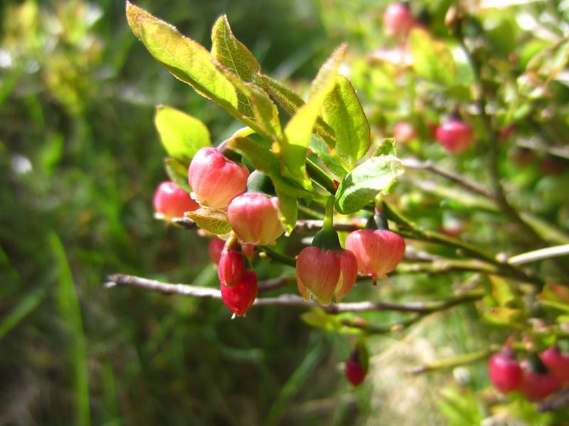 Bilberry Vaccinium myrtillus freoaghane