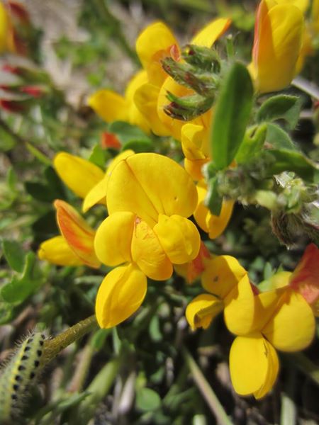 Bird's-foot Trefoil Lotus corniculatus Crouw-ein