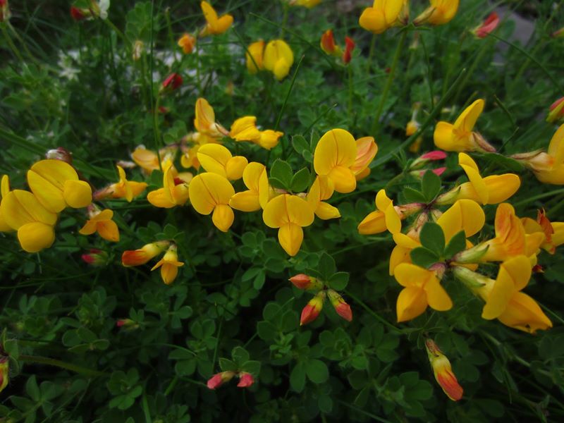 Bird's-foot Trefoil Lotus corniculatus Crouw-ein