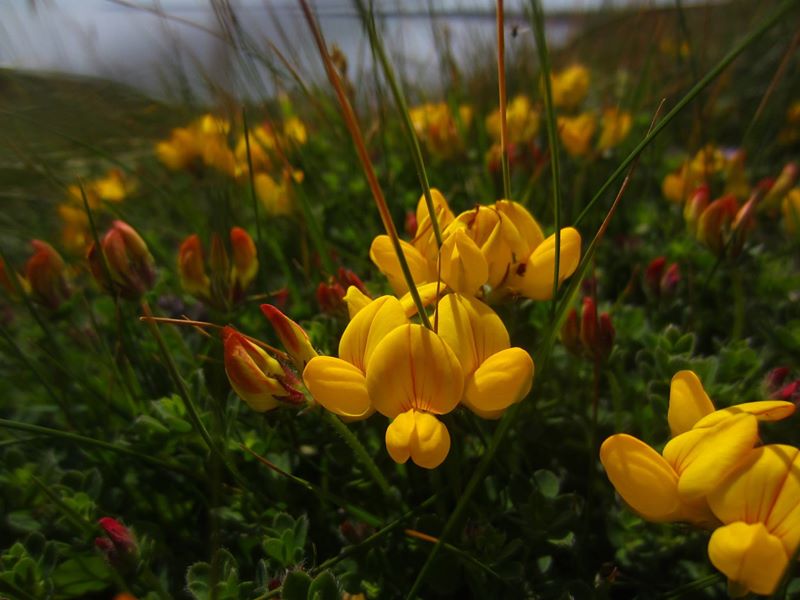 Bird's-foot Trefoil Lotus corniculatus Crouw-ein