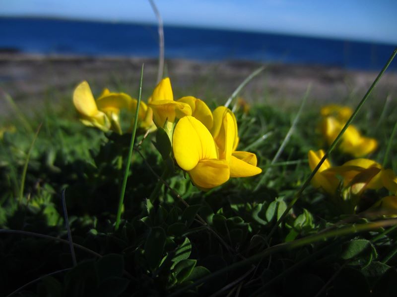 Bird's-foot Trefoil Lotus corniculatus Crouw-ein