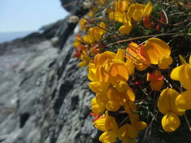 Bird's-foot Trefoil Lotus corniculatus Crouw-ein