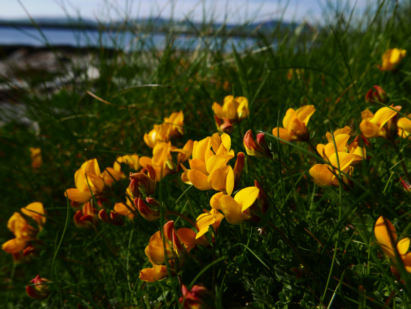 Bird's-foot Trefoil Lotus corniculatus Crouw-ein