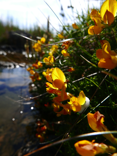 Bird's-foot Trefoil Lotus corniculatus Crouw-ein