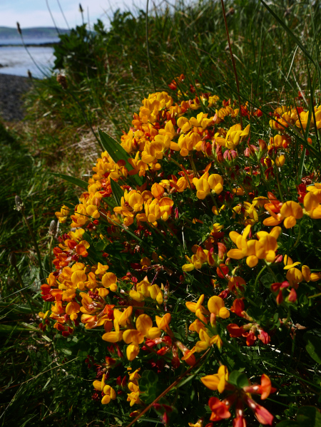 Bird's-foot Trefoil Lotus corniculatus Crouw-ein