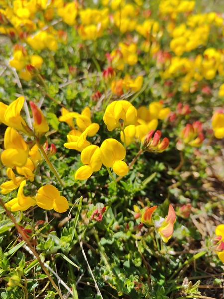 Bird's-foot Trefoil Lotus corniculatus Crouw-ein