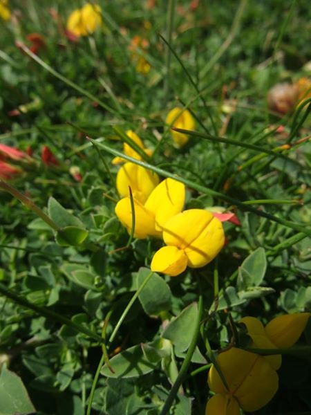 Bird's-foot Trefoil Lotus corniculatus Crouw-ein