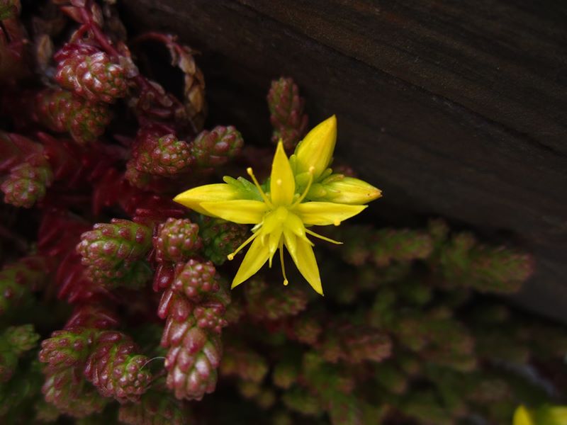 Biting Stonecrop Sedum acre pibbyr y voalley