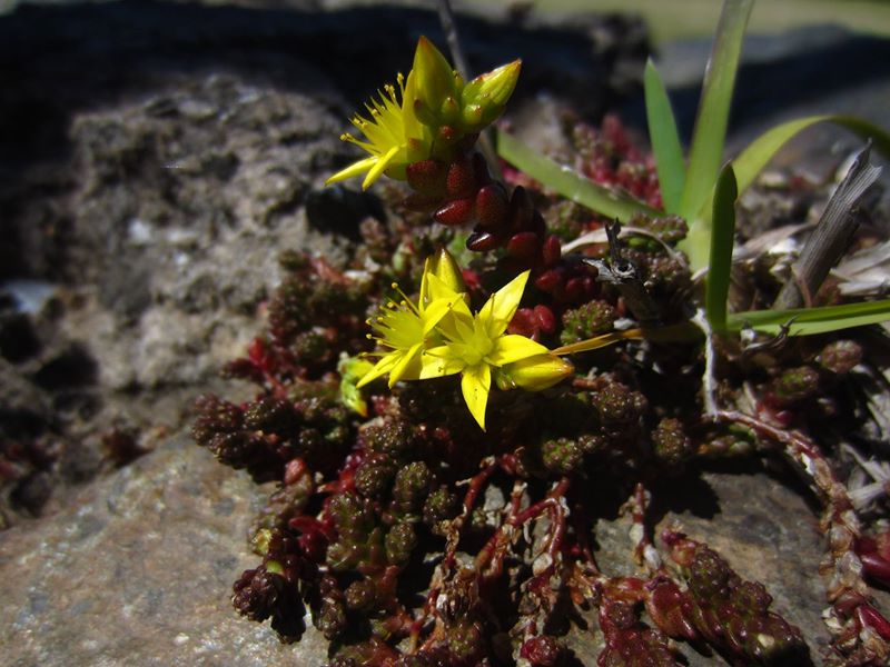 Biting Stonecrop Sedum acre pibbyr y voalley