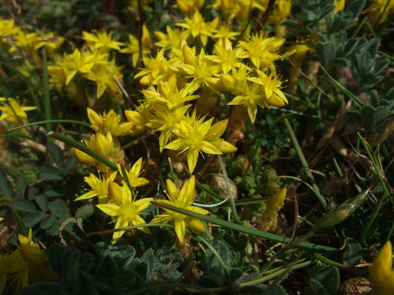 Biting Stonecrop Sedum acre pibbyr y voalley