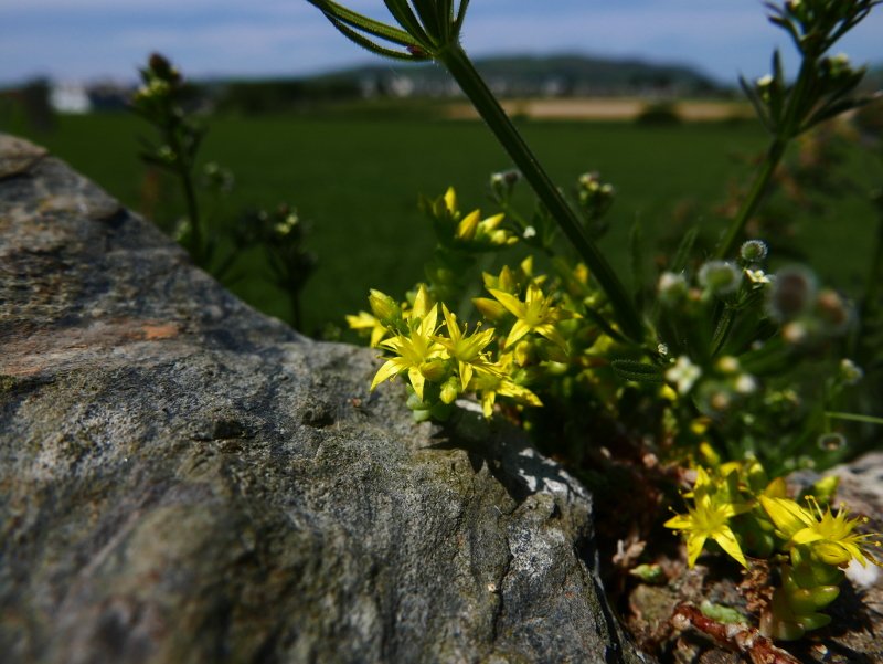 Biting Stonecrop Sedum acre pibbyr y voalley