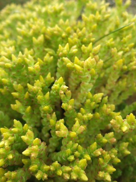 Biting Stonecrop Sedum acre pibbyr y voalley