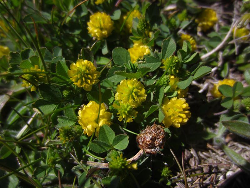 Black Medick Medicago lupulina Medick ghoo