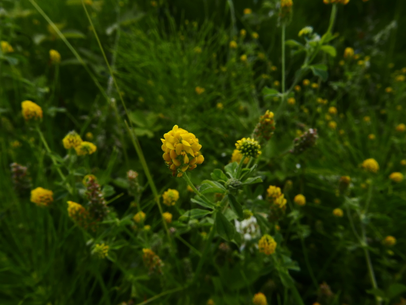 Black Medick Medicago lupulina Medick ghoo