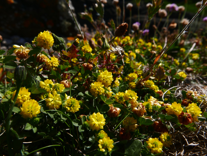 Black Medick Medicago lupulina Medick ghoo