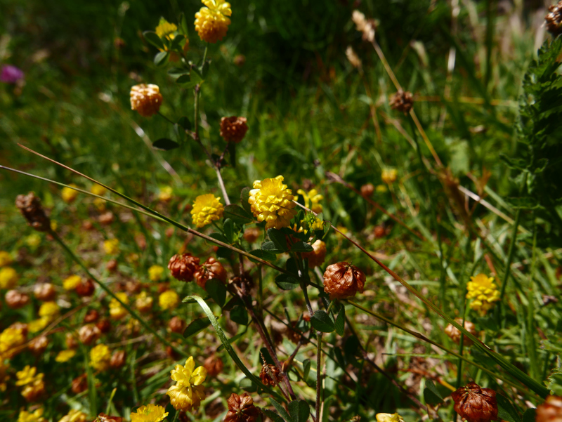 Hop Trefoil Trifolium campestre Shamragh vuigh vooar