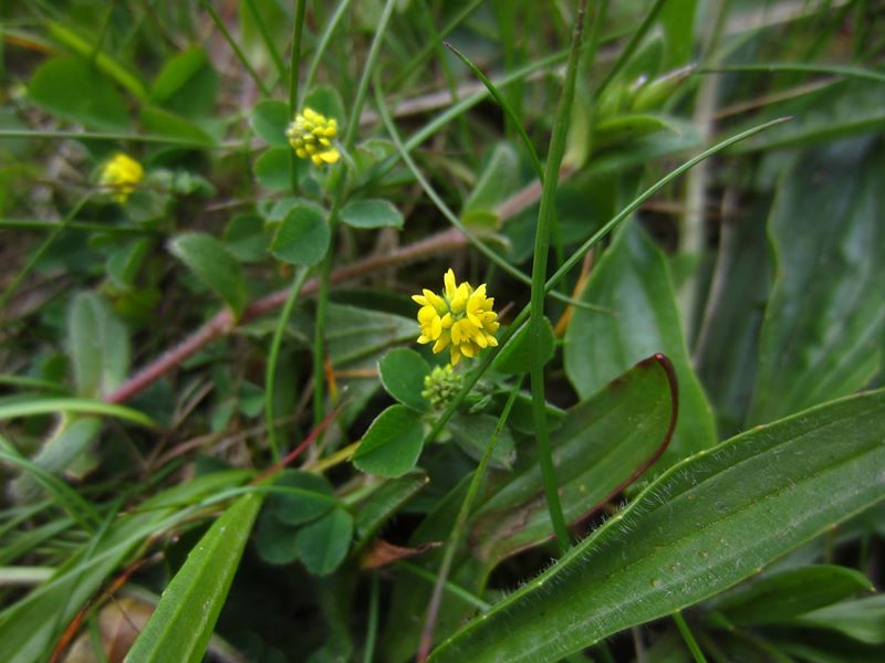 Black Medick Medicago lupulina Medick ghoo