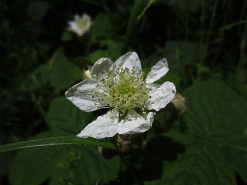 Blackberry Rubus fruticosus Seneyr