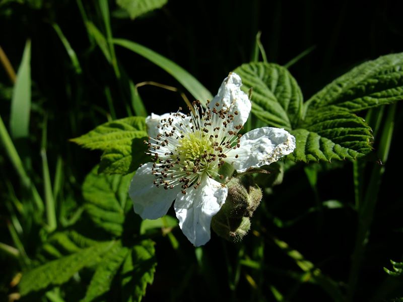 Blackberry Rubus fruticosus Seneyr